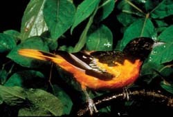 Baltimore Oriole Baltimore Oriole