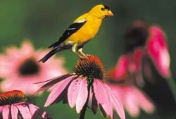 American Goldfinch American Goldfinch